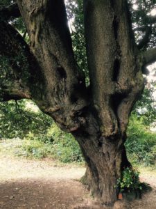 BLOG - Holm Oak Tree European Tree of the Year